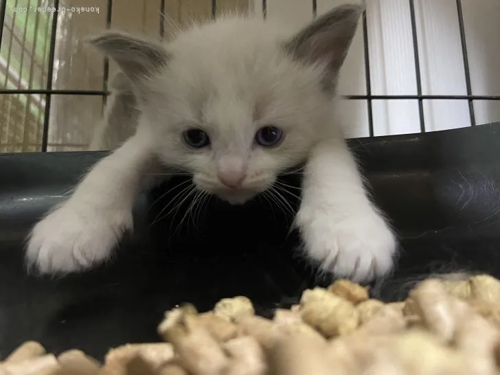 ID:2203-01325の子猫