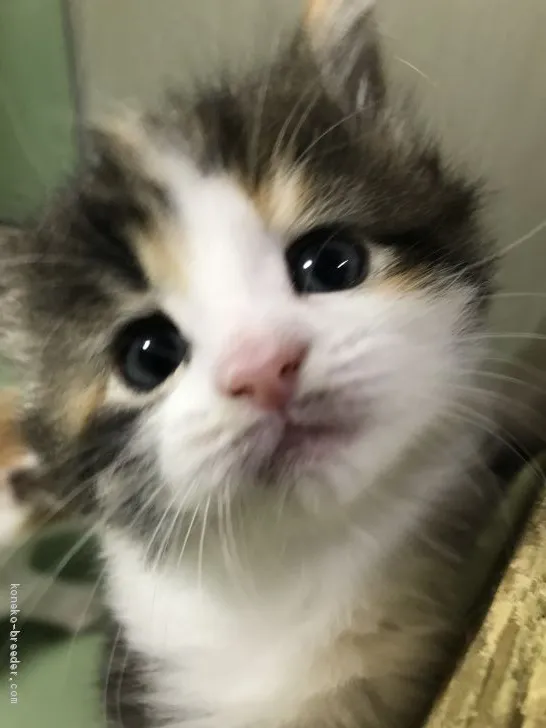 ID:2002-00830の子猫