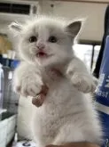 ラグドール【千葉県・男の子・2023年5月5日・ブルーポイントバイカラー】の写真2「テヘへ🩵」