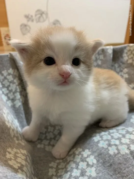 ID:2105-00043の子猫