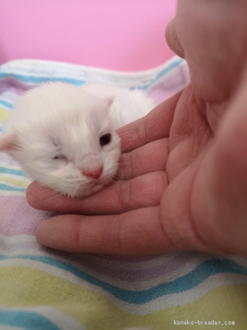 出産ラッシュにつき。。。｜｜太田克彦ブリーダー｜みんなの子猫ブリーダー