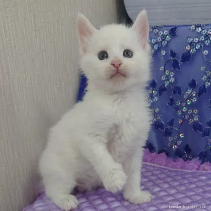 ID:2407-02955の子猫