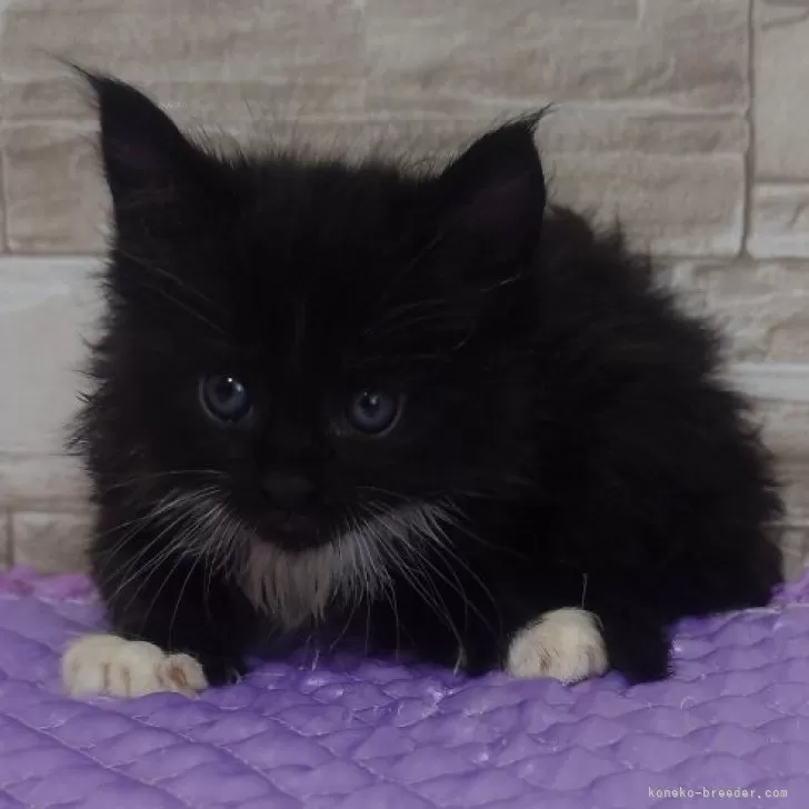 ID:2407-02000の子猫
