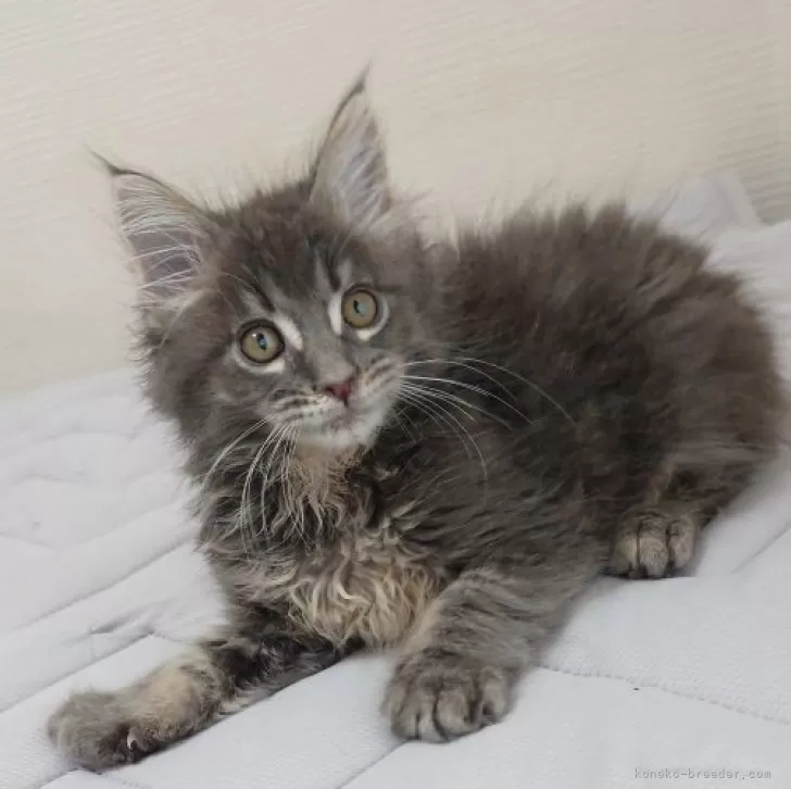 ID:2408-02663の子猫