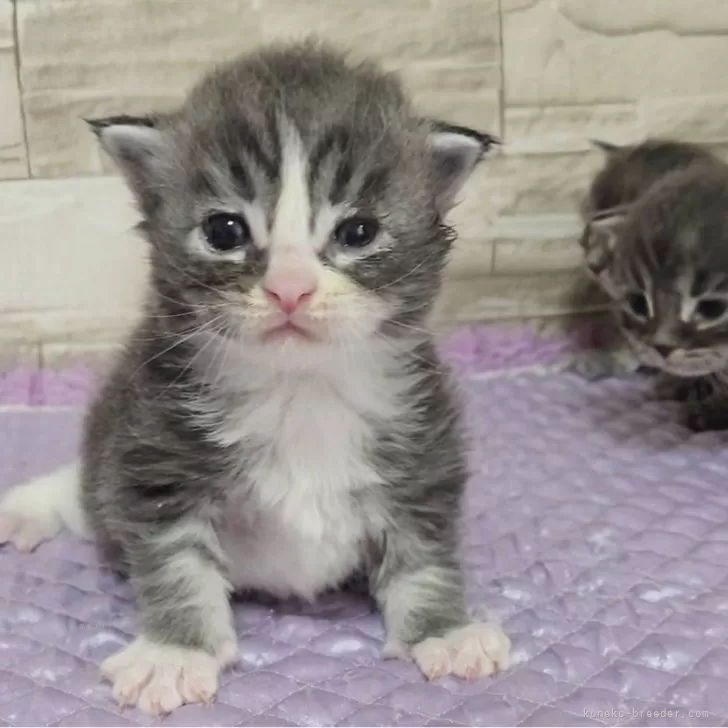 アムロパパ 様のお迎えした子猫