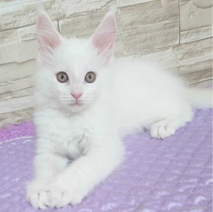 ちー 様のお迎えした子猫