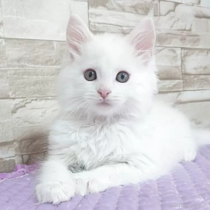 ちー 様のお迎えした子猫