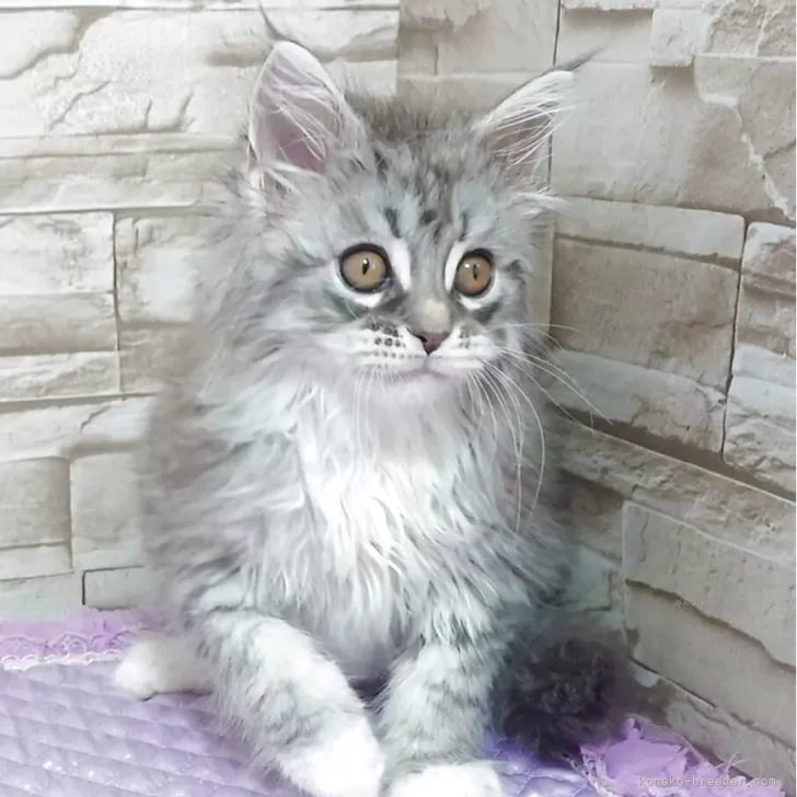 ID:2503-02273の子猫