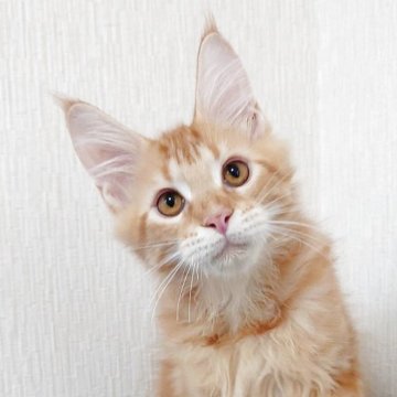 メインクーン【大阪府・男の子・2025年6月24日・レッドタビー(もふもふのロングヘア)】の写真「甘えん坊さん」