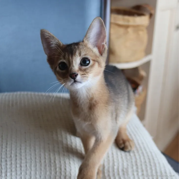 ID:2306-03374の子猫