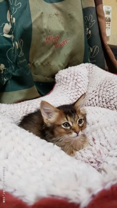 幸せ者AN 様のお迎えした子猫