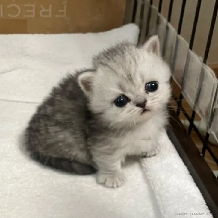ID:2303-01365の子猫