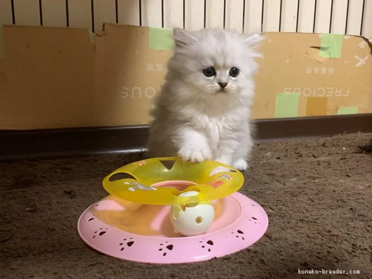 ID:2008-01194の子猫