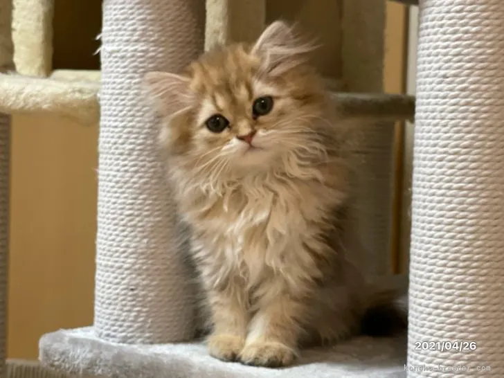 ID:2104-01122の子猫