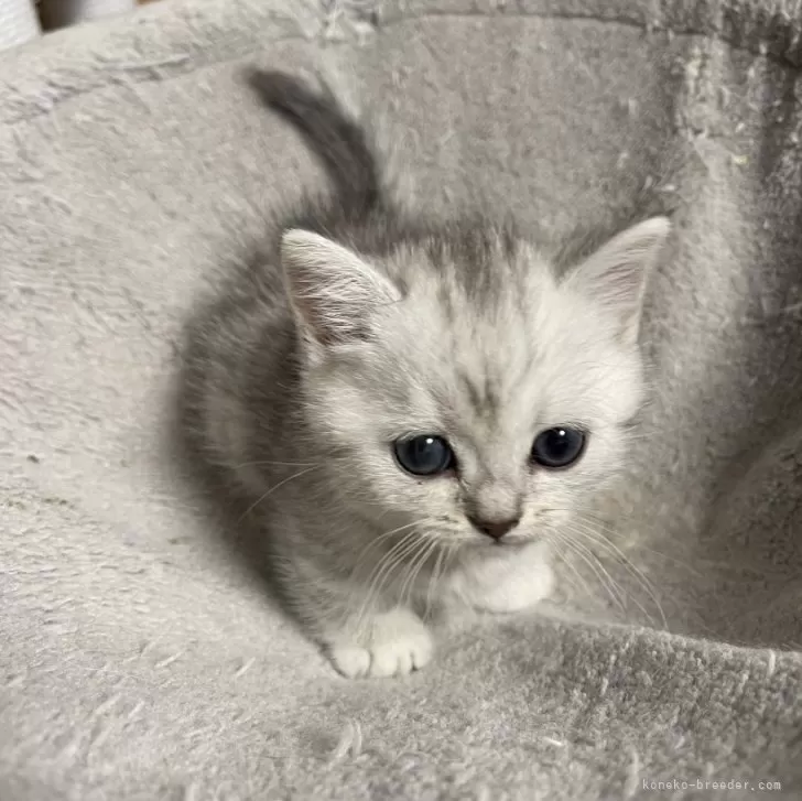 ID:2401-01474の子猫