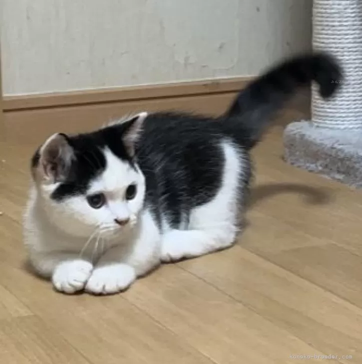 ID:2409-00696の子猫