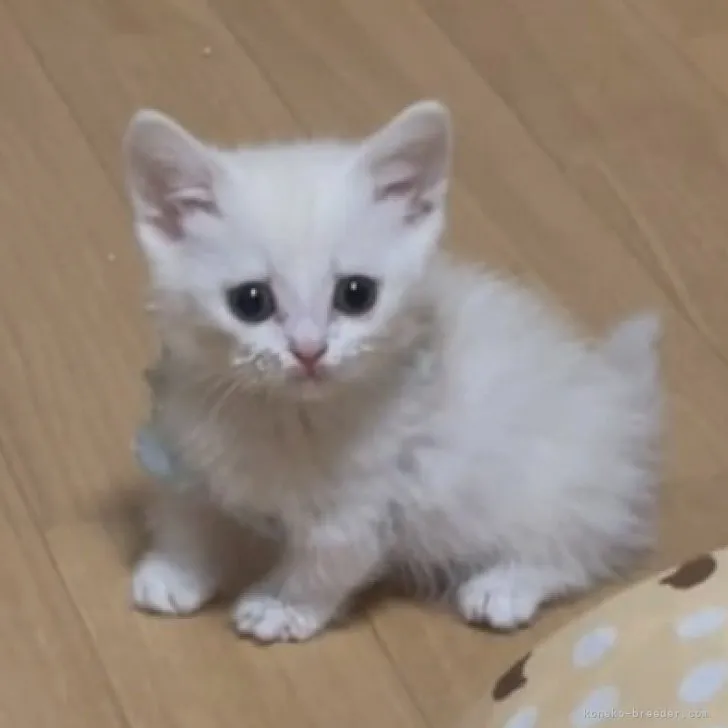 ID:2305-01541の子猫