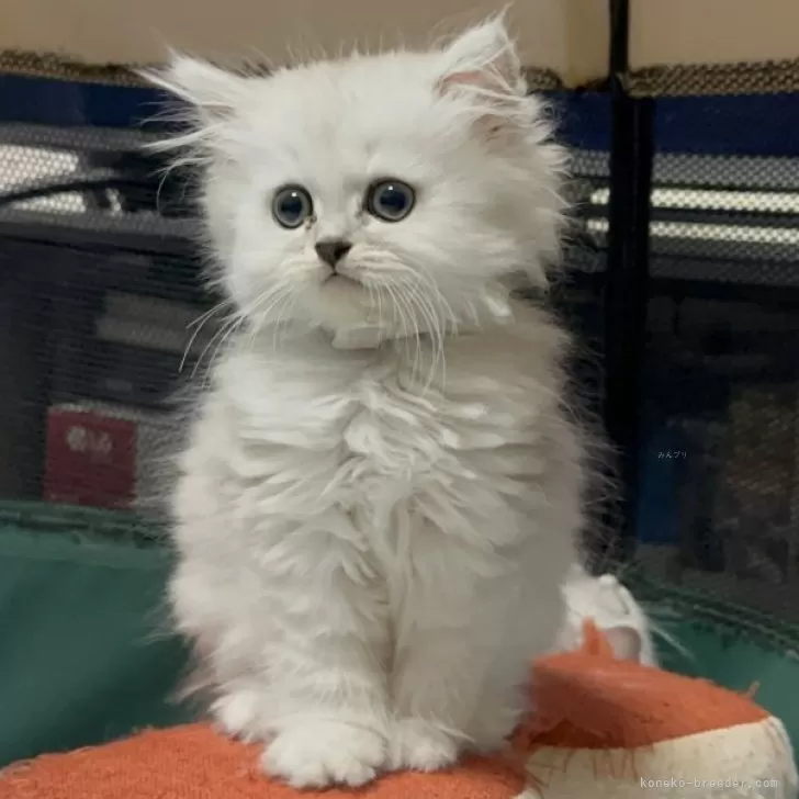 ID:2407-00866の子猫