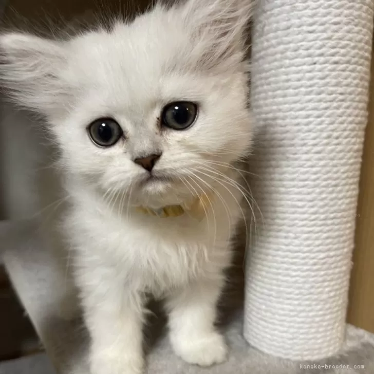 ID:2312-02876の子猫