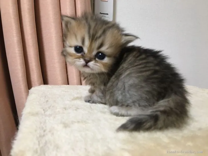 ID:1802-01051の子猫