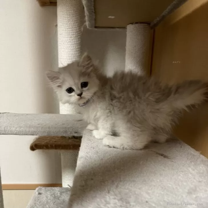 ID:2312-02873の子猫