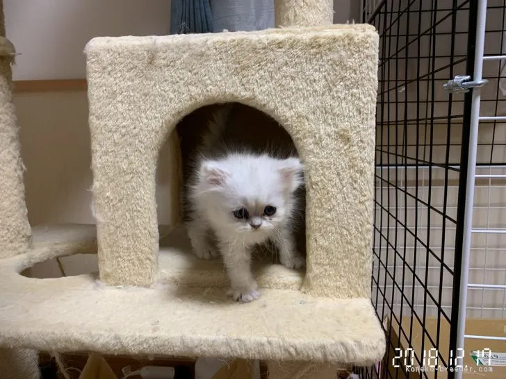 ID:1811-01064の子猫