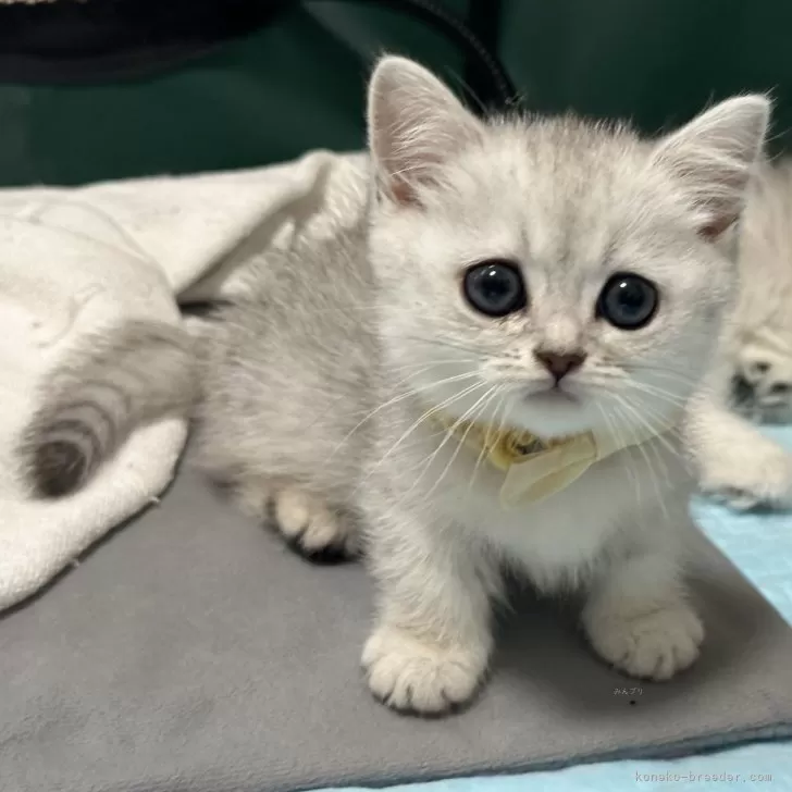 ID:2407-00350の子猫