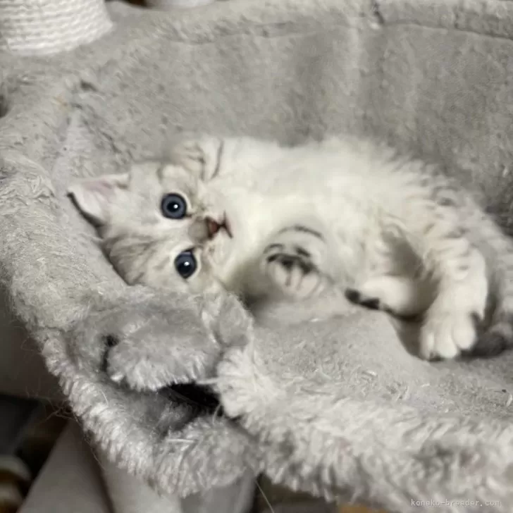 ID:2401-01476の子猫
