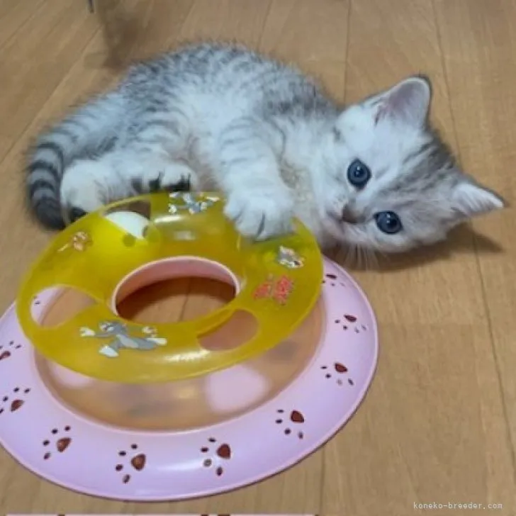 ID:2303-02645の子猫