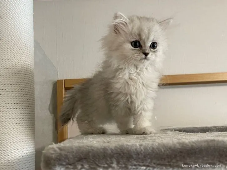ID:2104-01116の子猫