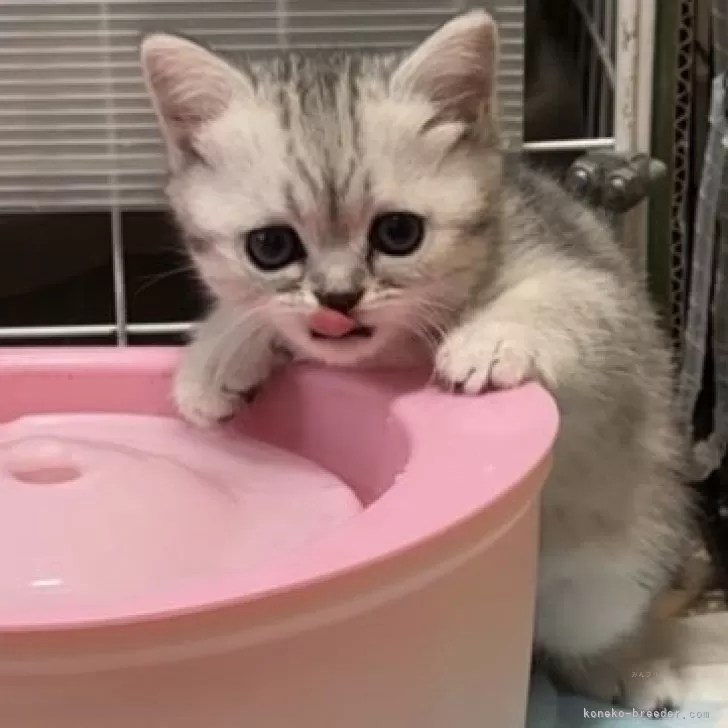 ID:2503-02263の子猫