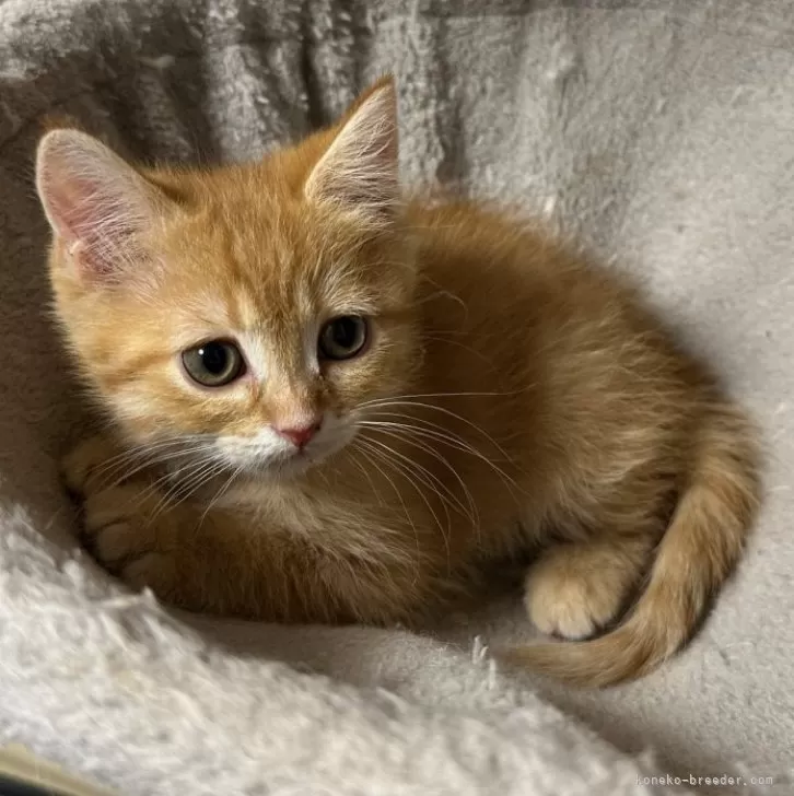 ID:2412-01156の子猫
