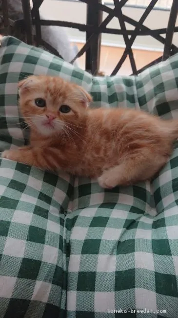 ID:2005-00824の子猫