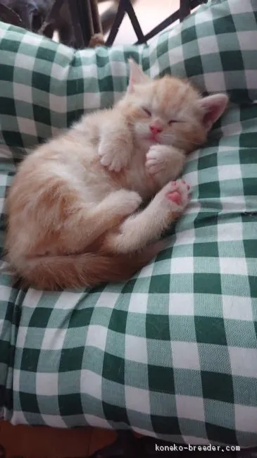 ID:2005-00830の子猫