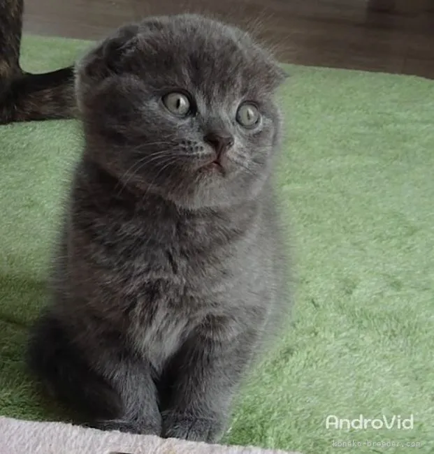ID:2204-02439の子猫