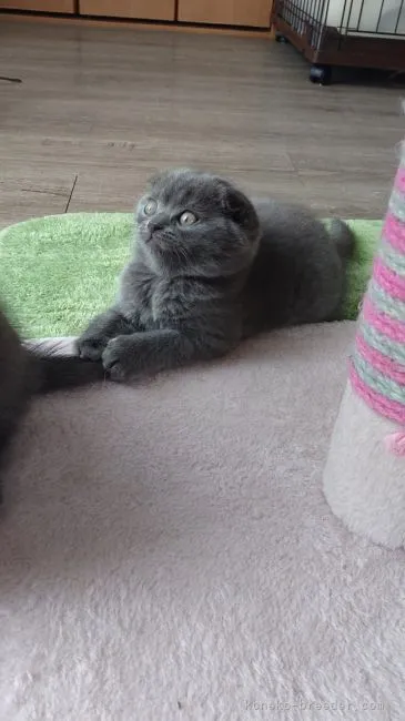 ID:2205-01608の子猫