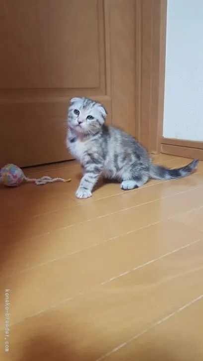 ID:1812-00706の子猫