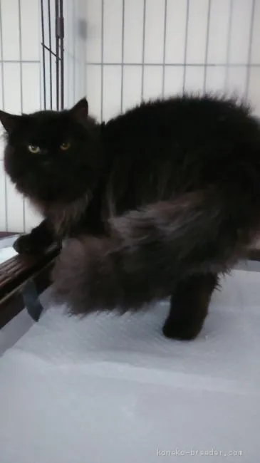 ID:2005-00098の子猫
