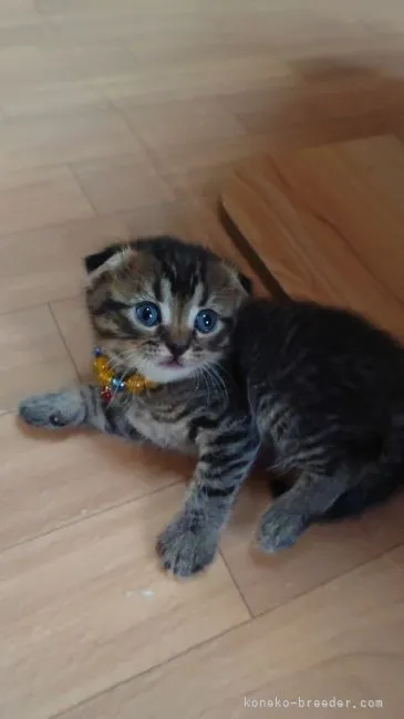 ID:2104-00938の子猫