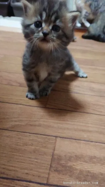 ID:1912-00866の子猫