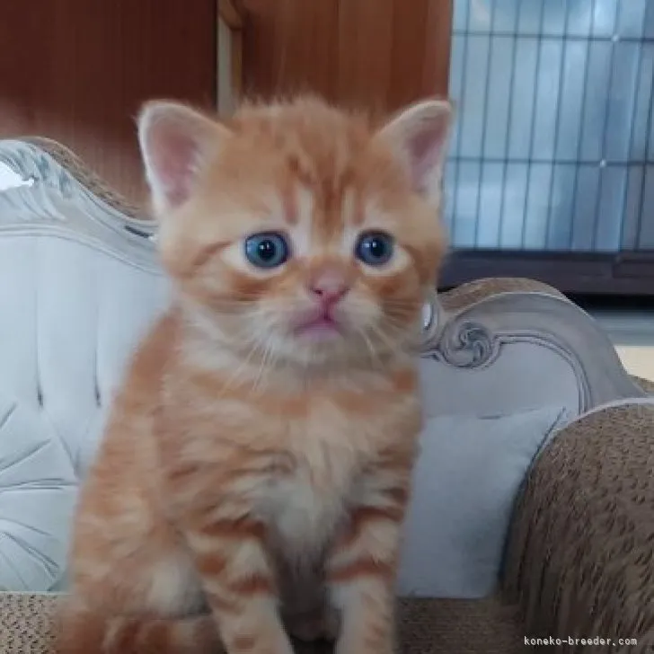 ID:2307-01999の子猫