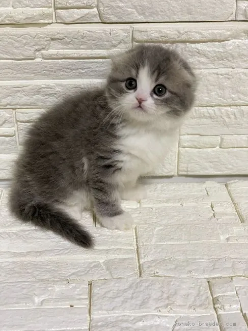 ID:2003-01929の子猫