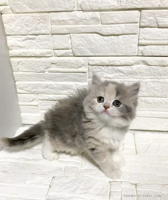 ID:2003-00792の子猫