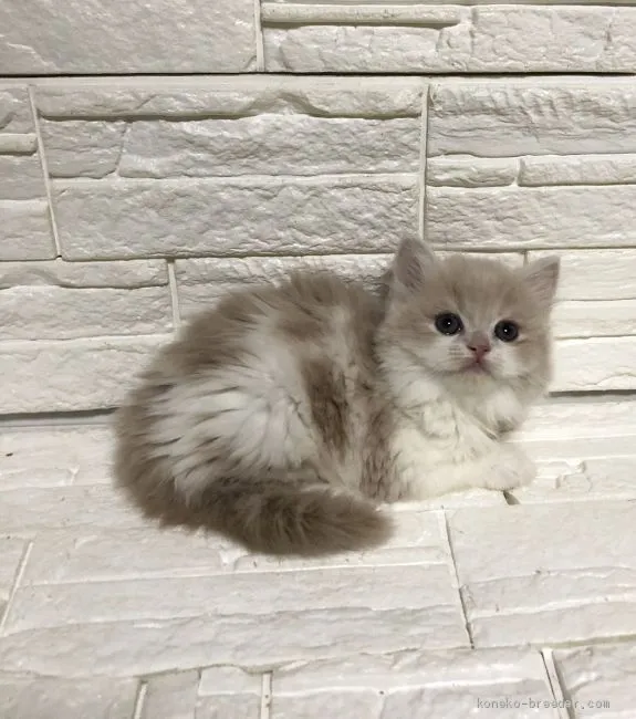 ID:2003-00352の子猫