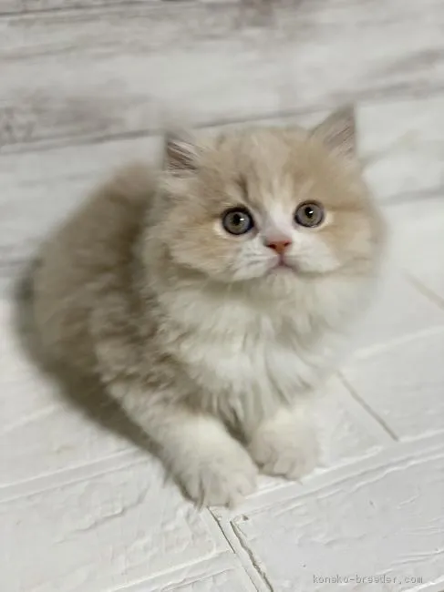 ID:2103-01386の子猫
