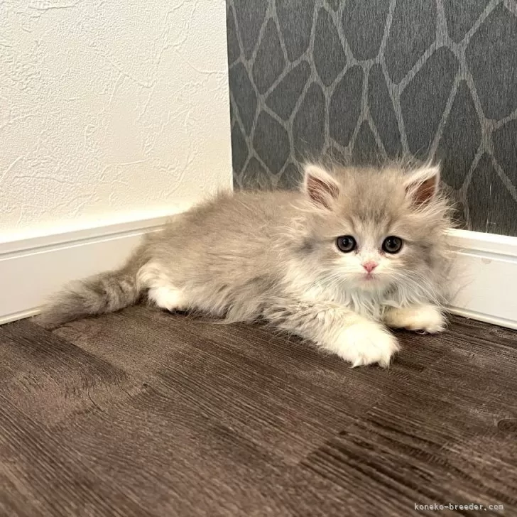 ID:2404-01922の子猫