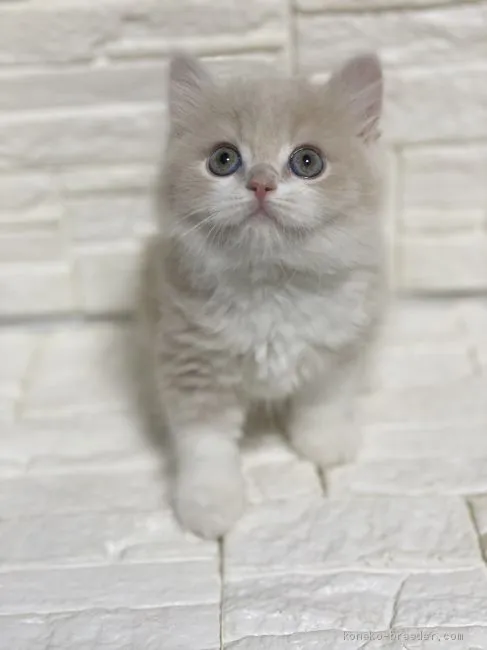 ID:2004-02218の子猫