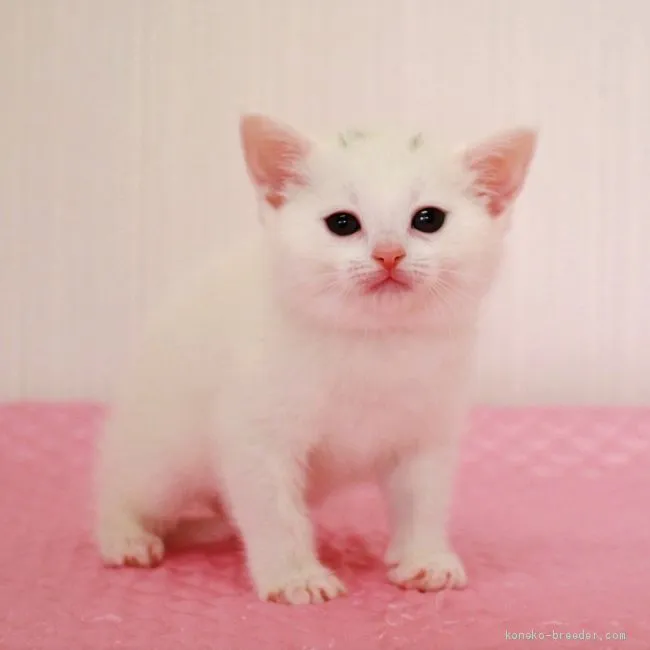 ID:2004-01291の子猫