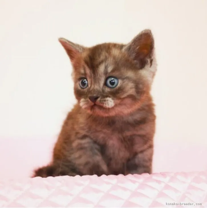 ID:2304-02552の子猫