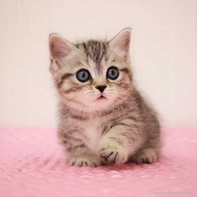 ID:2110-00101の子猫